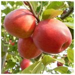 AGROVIDA Саженец Миндаль трехлопастной - Изображение 3