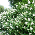 Можжевельник горизонтальный Limeglow (Лаймглоу) 20-40 см в пластиковом горшке 3 л, саженец, живое хвойное растение - Изображение 1