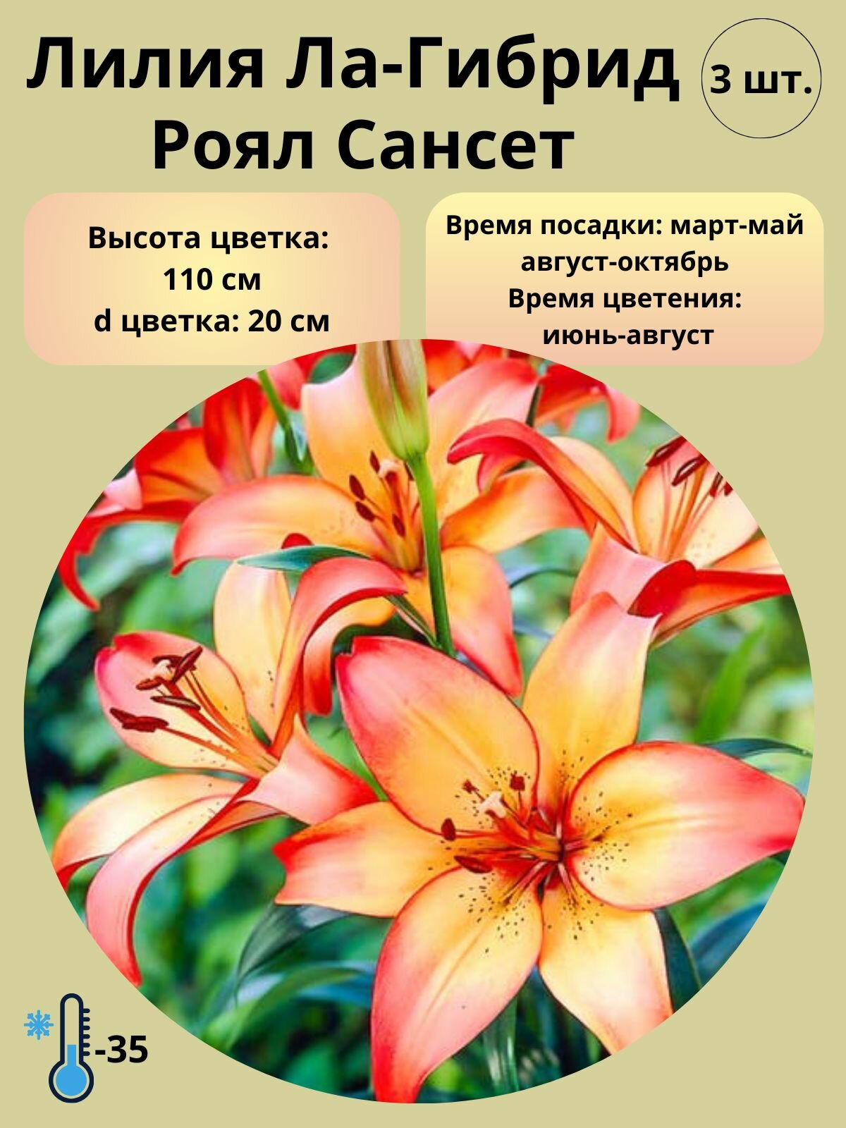 Луковицы Лилии ЛА-гибрид, 3 шт