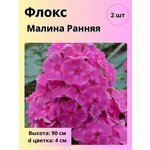 Флокс метельчатый Рейнбоу Дансер (1 корневище в горшке). Holland Bulbs (Голландия) - Изображение 4