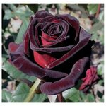 AGROVIDA Саженец Гортензия метельчатая Ваниль Фрайз - Изображение 2