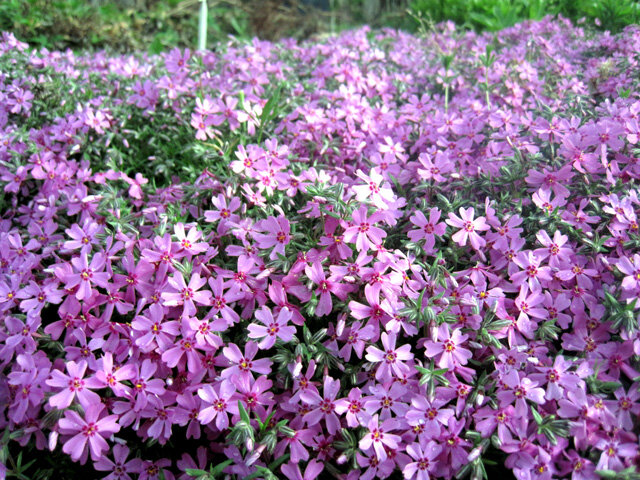 Флокс Шиловидный Moerheimii, Саженцы, P8 (8х8х7см), ЗКС - Цветы многолетние