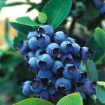 Сирень Богдан саженец - Изображение 2