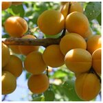 AGROVIDA Саженец Гортензия метельчатая Ваниль Фрайз - Изображение 4