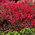 Долина Растений Голубика Либерти (Высокорослая) (1 саженец 35-45 см; 2 года) - Изображение 1