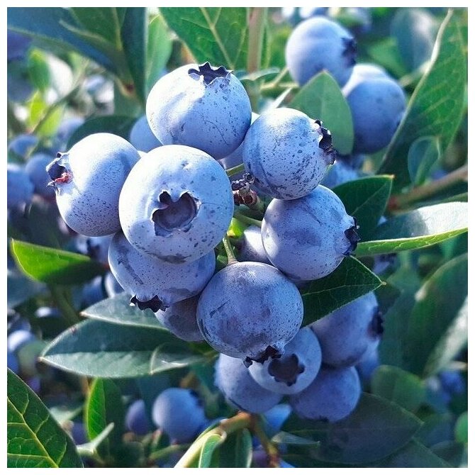 Дарроу Голубика саженцы 3х летки (ЗКС) саженцы.