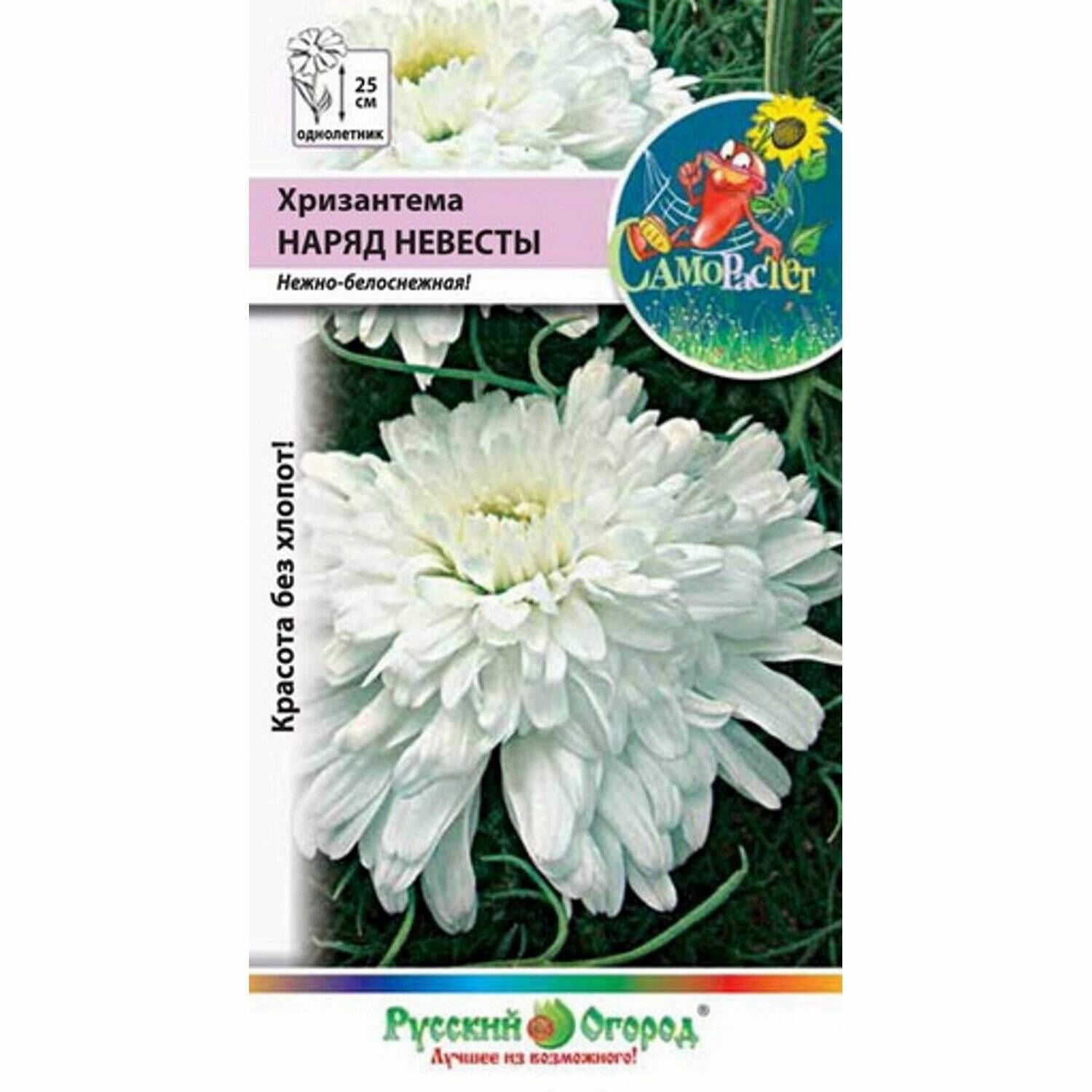 Семена растения хризантема инодорум наряд невесты