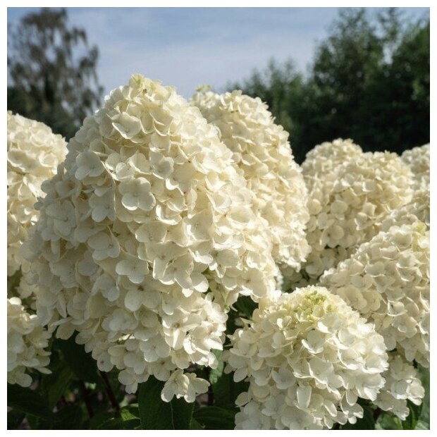 Саженец Гортензия метельчатая Саммэ Сноу