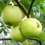 Можжевельник горизонтальный Limeglow (Лаймглоу) 20-40 см в пластиковом горшке 3 л, саженец, живое хвойное растение - Изображение 4