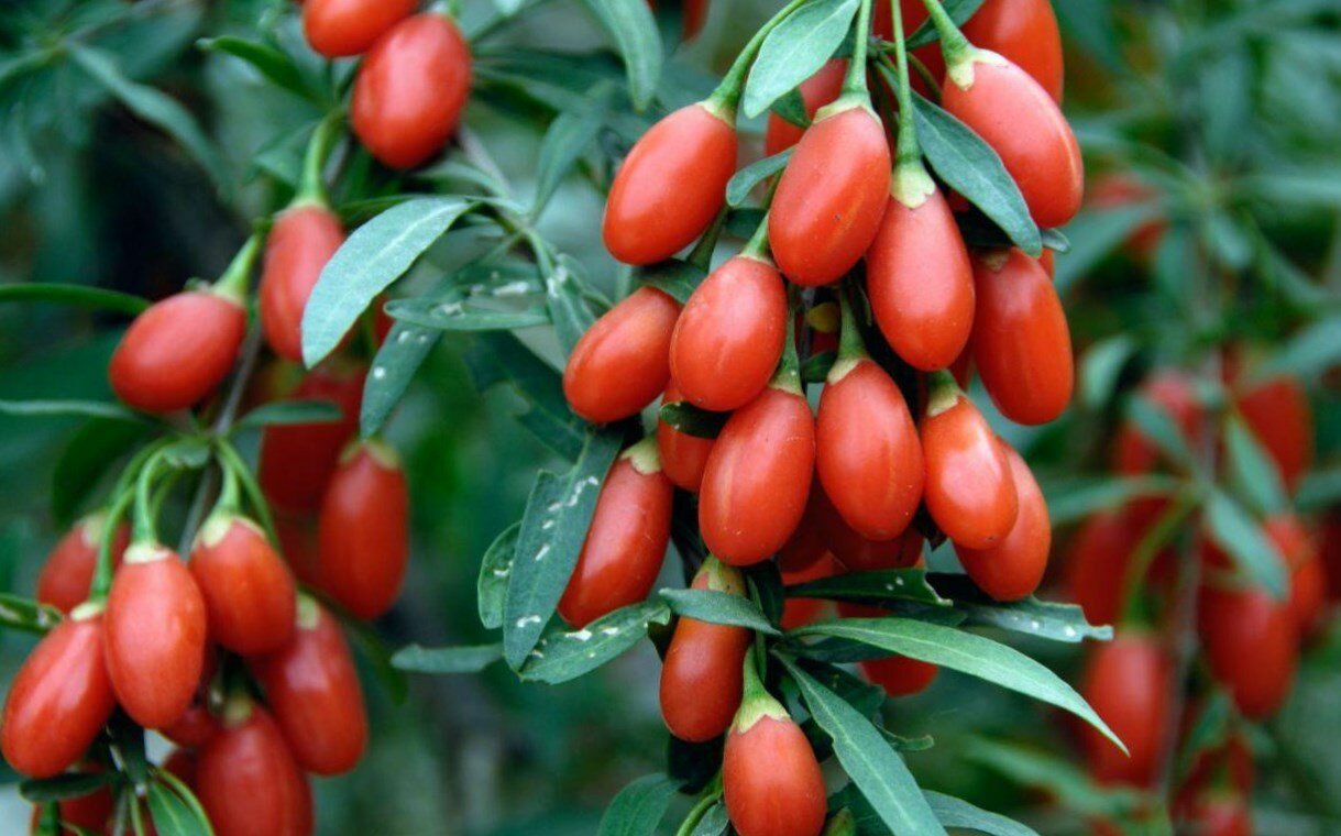 Dolinski Саженцы Годжи (дереза) Биг Берри ( 3-4 года , С5 , 80-100 см )