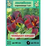Флокс метельчатый Рейнбоу Дансер (1 корневище в горшке). Holland Bulbs (Голландия) - Изображение 6