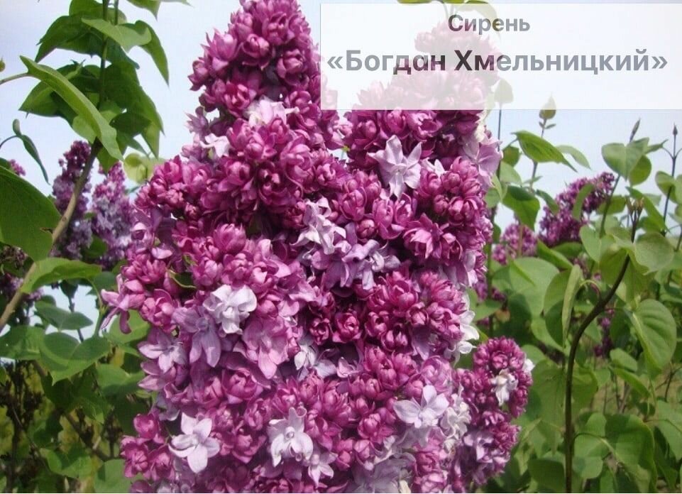 Сирень Богдан саженец