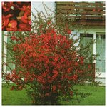 AGROVIDA Саженец Гортензия метельчатая Ваниль Фрайз - Изображение 1