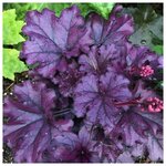 Можжевельник горизонтальный Limeglow (Лаймглоу) 20-40 см в пластиковом горшке 3 л, саженец, живое хвойное растение - Изображение 8