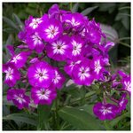 Долина Растений Голубика Либерти (Высокорослая) (1 саженец 35-45 см; 2 года) - Изображение 3