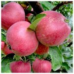 AGROVIDA Саженец Гортензия метельчатая Ваниль Фрайз - Изображение 5