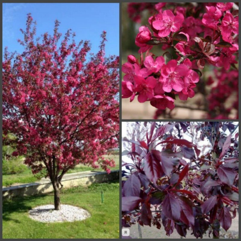 Яблоня "Роялти" от 50 до 100 см, возраст 2 года