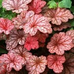 Флокс метельчатый Рейнбоу Дансер (1 корневище в горшке). Holland Bulbs (Голландия) - Изображение 3