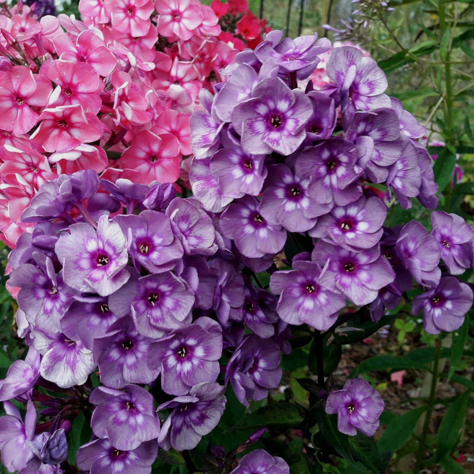 Флокс метельчатый Рейнбоу Дансер (1 корневище в горшке). Holland Bulbs (Голландия)