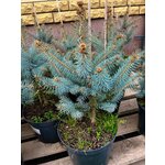 Можжевельник горизонтальный Limeglow (Лаймглоу) 20-40 см в пластиковом горшке 3 л, саженец, живое хвойное растение - Изображение 7