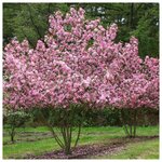 Долина Растений Голубика Либерти (Высокорослая) (1 саженец 35-45 см; 2 года) - Изображение 6