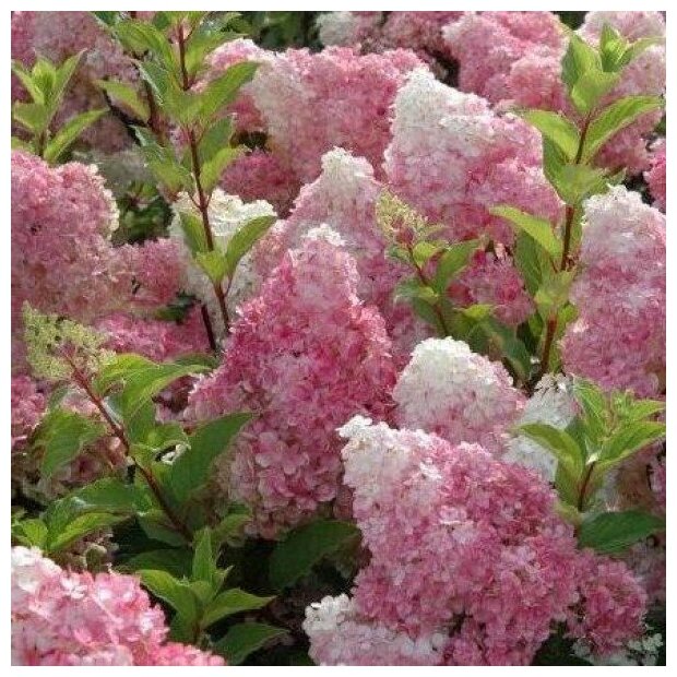 AGROVIDA Саженец Гортензия метельчатая Ваниль Фрайз