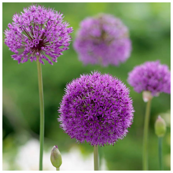 Аллиум "Purple Sensation" - 3 луковицы от Chipollino Flowers