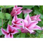 Семена цветов Хризантема увенчанная махровая Смесь, 0,1 г - Изображение 4