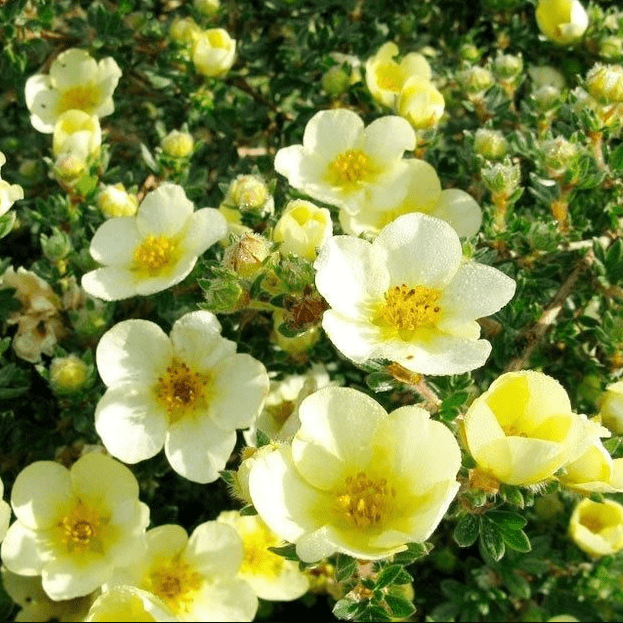 Belgium Plants Van. Лапчатка кустарниковая Клондайк (1 саженец; 15-20 см)