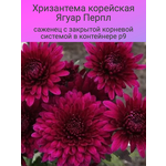 Флокс метельчатый Рейнбоу Дансер (1 корневище в горшке). Holland Bulbs (Голландия) - Изображение 1