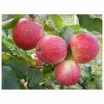 Долина Растений Голубика Либерти (Высокорослая) (1 саженец 35-45 см; 2 года) - Изображение 7