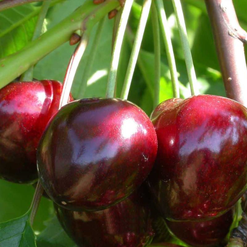 Долина растений Черешня Бычье Сердце (1 саженец)