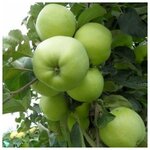 AGROVIDA Саженец Миндаль трехлопастной - Изображение 2