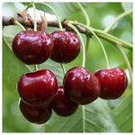 AGROVIDA Саженец Миндаль трехлопастной - Изображение 1