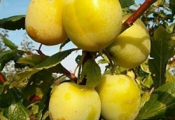 Саженцы Слива Медовая белая ( 2 года , С3,5 , 50-75 см )