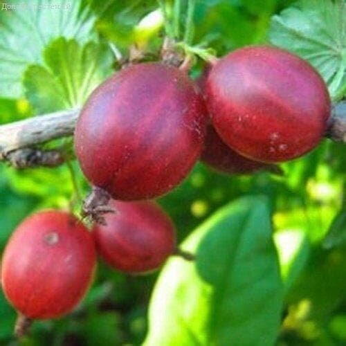 Долина растений Крыжовник Садко (1 саженец)