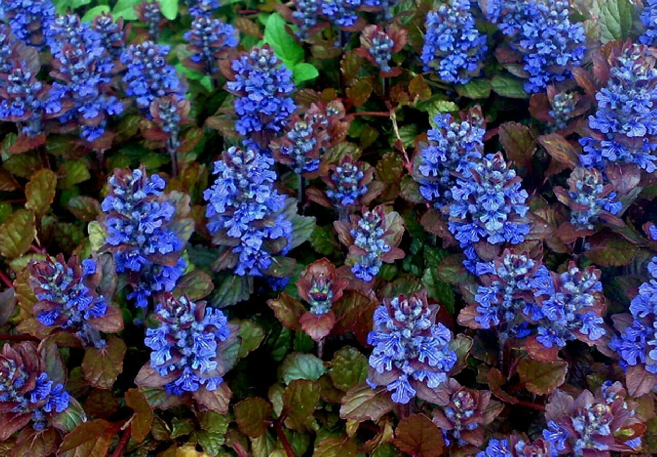 ImperialGarden Живучка ползучая