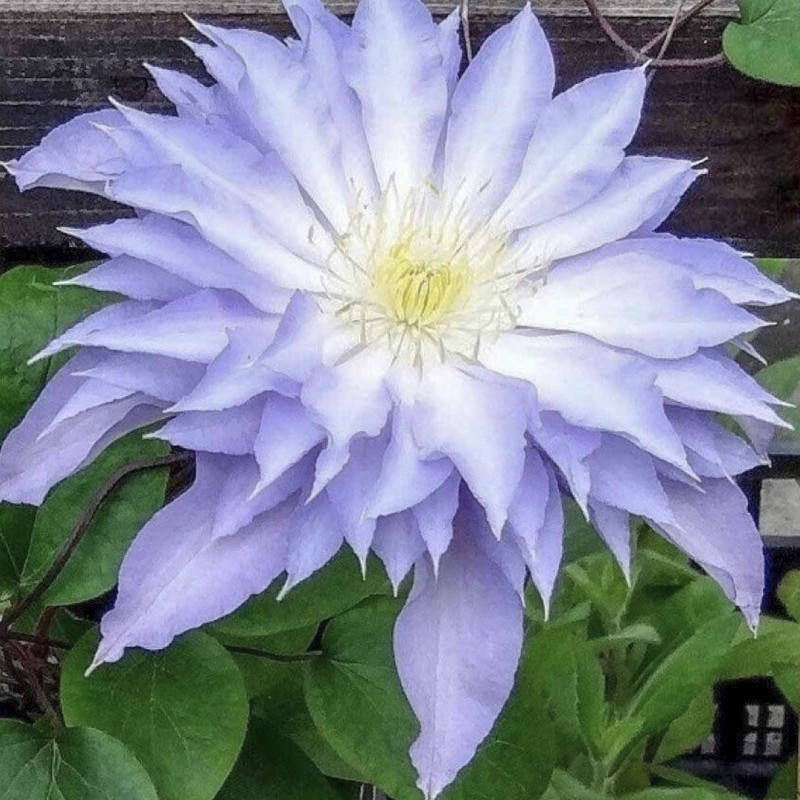 Szkolka roslin A.M Клематис Тирислунд (1 саженец)