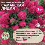 Семена цветов Хризантема увенчанная махровая Смесь, 0,1 г - Изображение 5