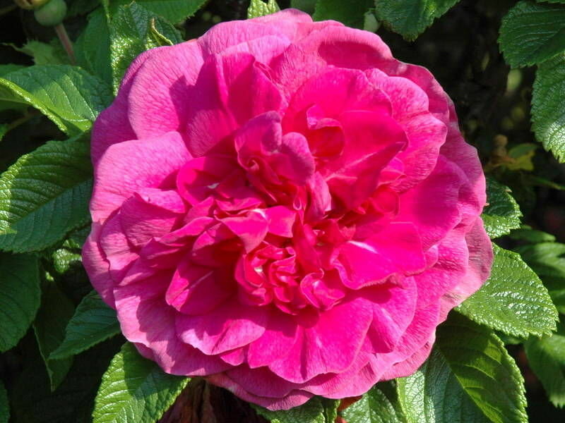 Саженцы Роза морщинистая Ханса ( 2 года , С3,5 , 20-40 см )