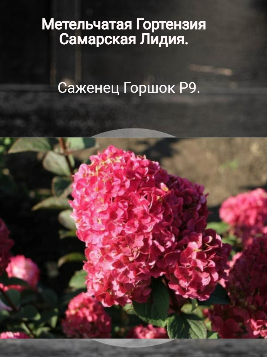 Самарская Лидия - гортензия метельчатая