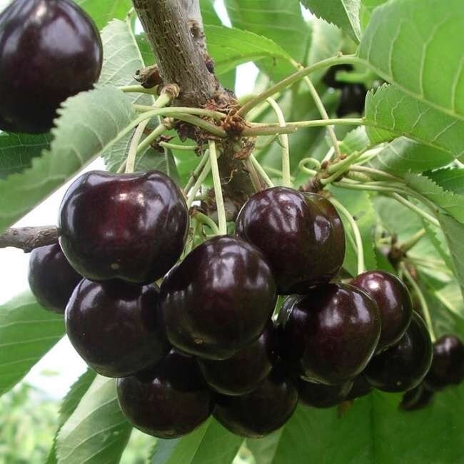 Саженцы Черешня Ипуть ( 2 года , С3,5 , 50-75 см )