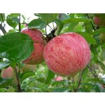 Dolinski Саженцы Годжи (дереза) Биг Берри ( 3-4 года , С5 , 80-100 см ) - Изображение 1