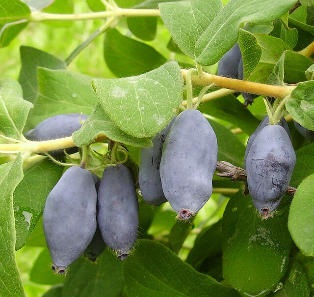 Саженцы Жимолость съедобная Ленинградский Великан ( 2 года , С2 , 20-40 см )