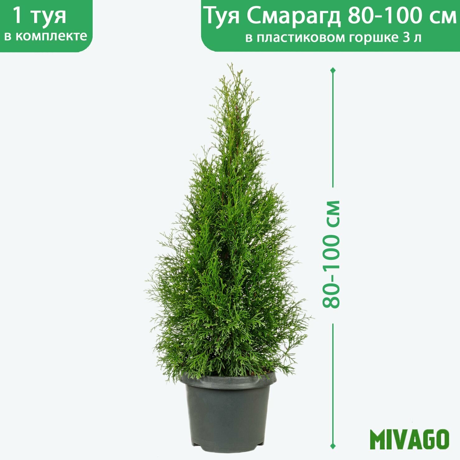 Mivago Туя западная Смарагд C3, высота 80-100 см, диаметр горшка 19 см, саженец