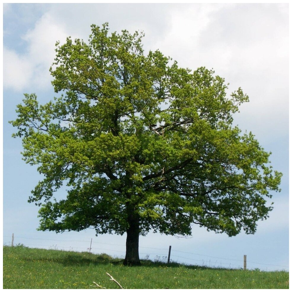 Семена Орешка Дуб черешчатый 10 шт.