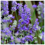 Можжевельник горизонтальный Limeglow (Лаймглоу) 20-40 см в пластиковом горшке 3 л, саженец, живое хвойное растение - Изображение 2