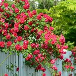 Можжевельник горизонтальный Limeglow (Лаймглоу) 20-40 см в пластиковом горшке 3 л, саженец, живое хвойное растение - Изображение 5