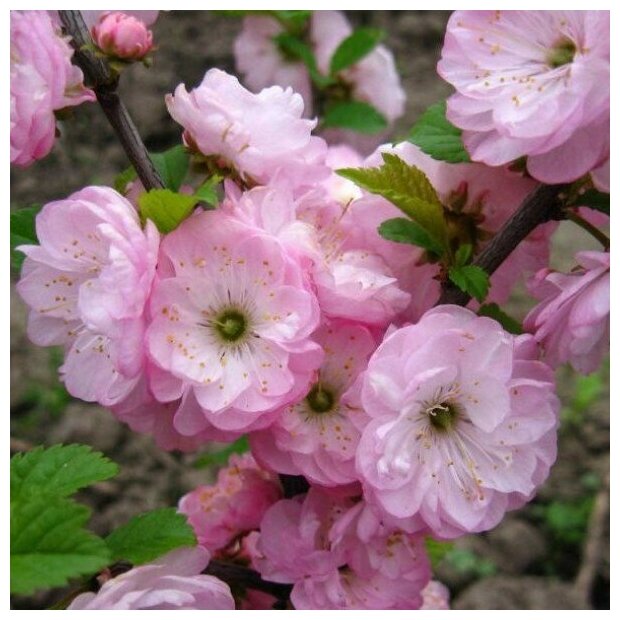 AGROVIDA Саженец Миндаль трехлопастной