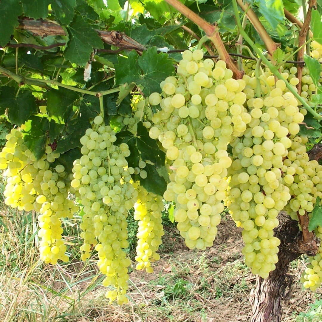 Долина растений Виноград Алма-Атинский (1 саженец)